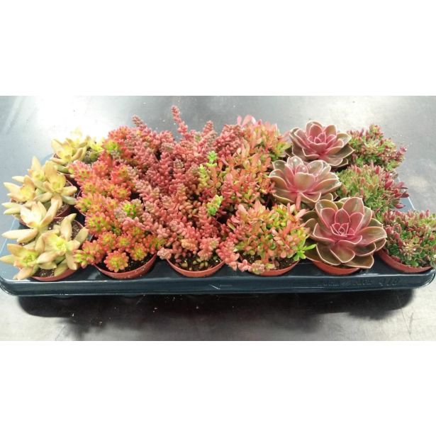 SUKULENT MIX JESENSKE BARVE L8.5