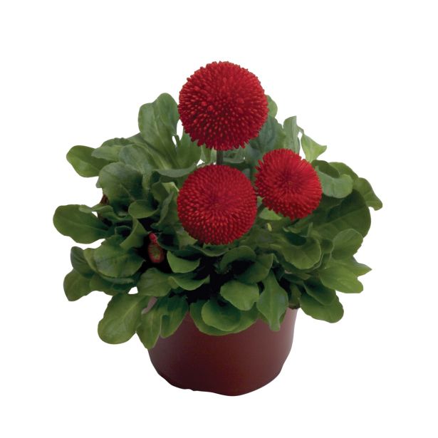 MIX POMLADNIH RASTLIN BELLIS L9