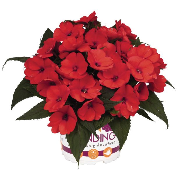 MIX STRUKTURNIH RASTLIN L12 CM