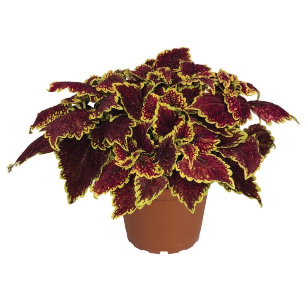 MIX STRUKTURNIH RASTLIN L12 CM