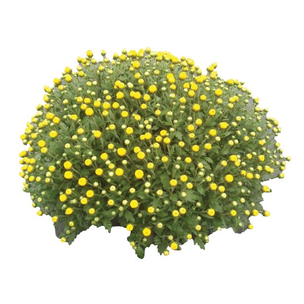 KRIZANTEMA MNOGOCVETNA V SKLEDI PREMER 22 CM