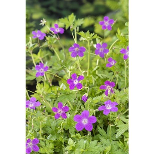 VODNE RASTLINE MOČVIRSKA KRVOMOČNICA L 9