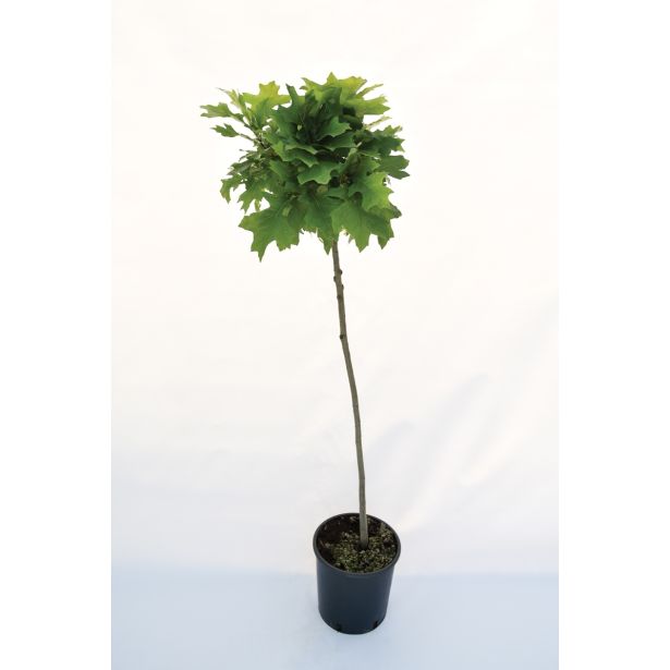 LISTAVEC MOČVIRSKI HRAST 'GREEN DWARF L24