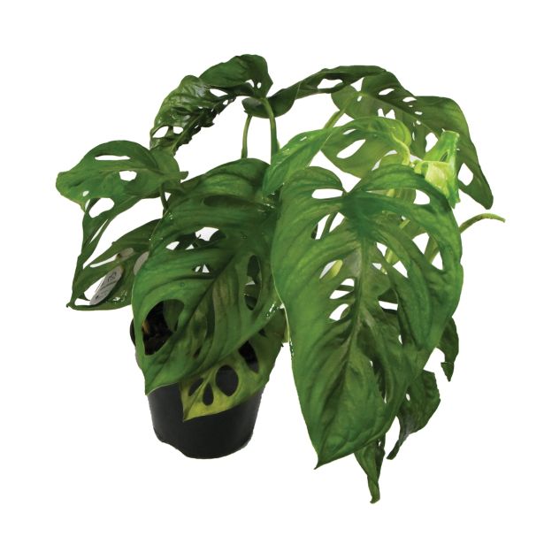 MONSTERA L15