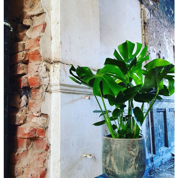 MONSTERA DELICIOSA L14 CM