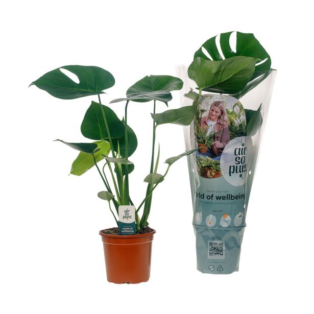 MONSTERA DELICIOSA L14 CM