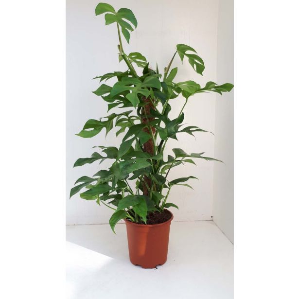 MONSTERA DELIZIOSA L19 MINIMA MOSSTOK VIŠ 90CM