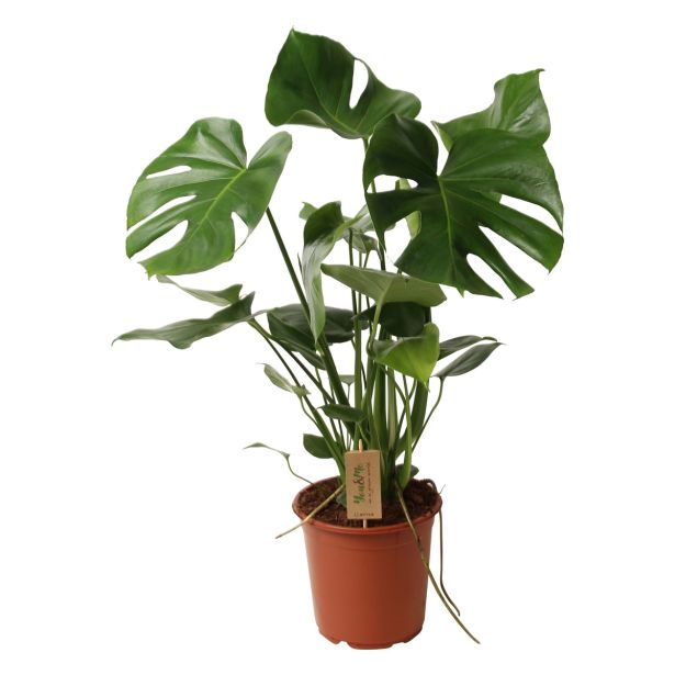 MONSTERA L17