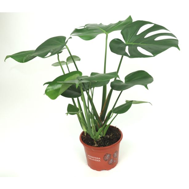 MONSTERA L17