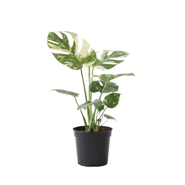 MONSTERA THAI CONSTELLATION (PISANA) L17 CM