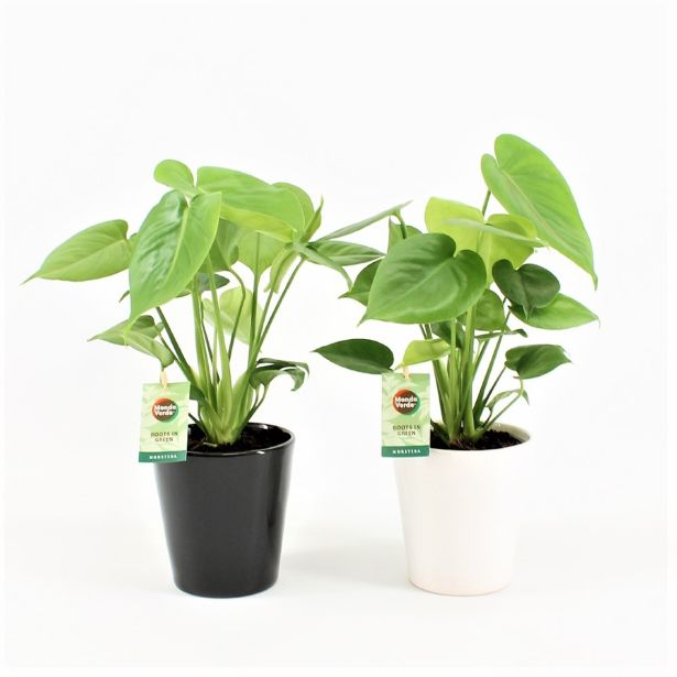 MONSTERA V OKRASNEM LONCU L13