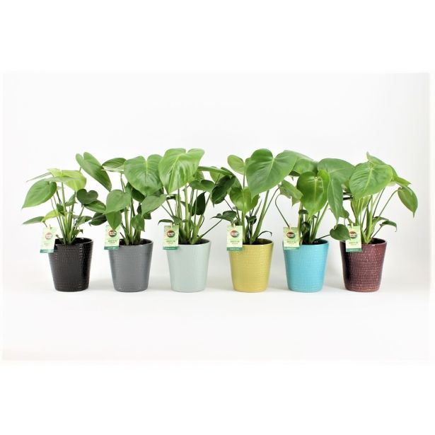 MONSTERA V OKRASNEM LONCU L13