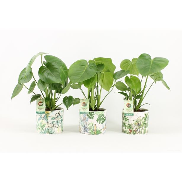 MONSTERA V OKRASNEM LONCU L14