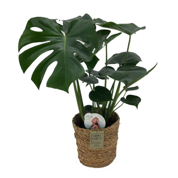 MONSTERA V PLETENI KOŠARI LONCU MIX L17