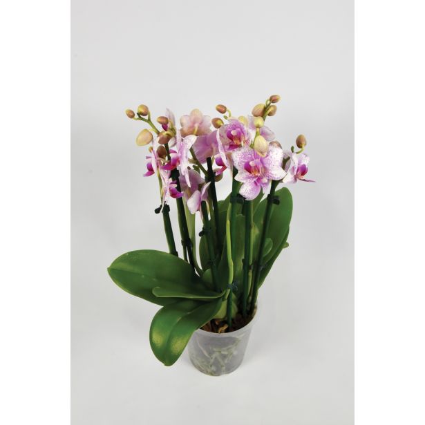 ORHIDEJA MULTIMIX 5 BARV L12