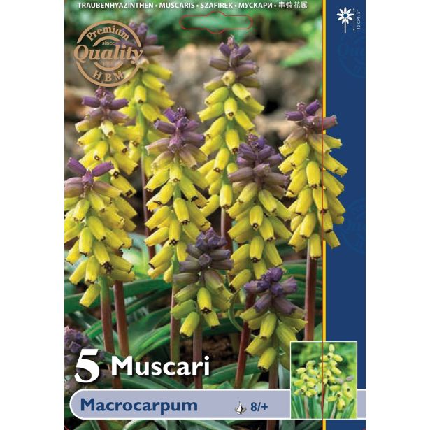POMLADI CVETOČA ČEBULICA MUSCARI MACROCARPUM 8/+ 5 KOS