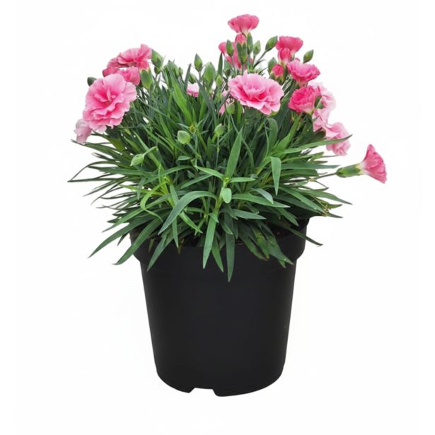 NAGELJ I LOVE YOU L11 CM