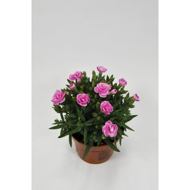 MIX POMLADNIH RASTLIN NAGELJ L12