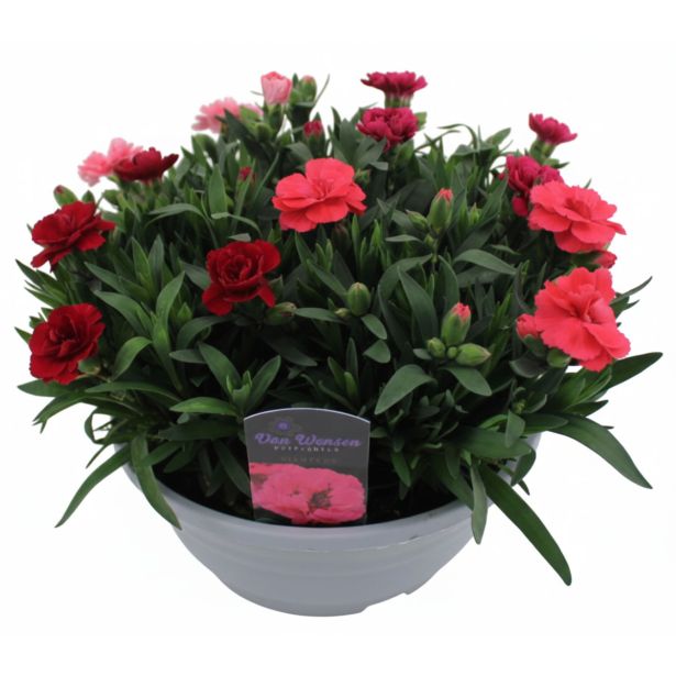 NAGELJ OSCAR QUATRO V SKLEDI L21 CM