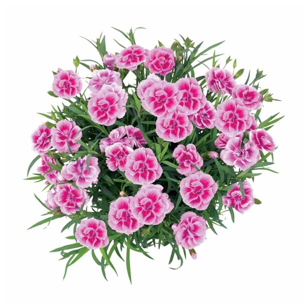 NAGELJ PREZIMNI L10.5 SUNFLOR