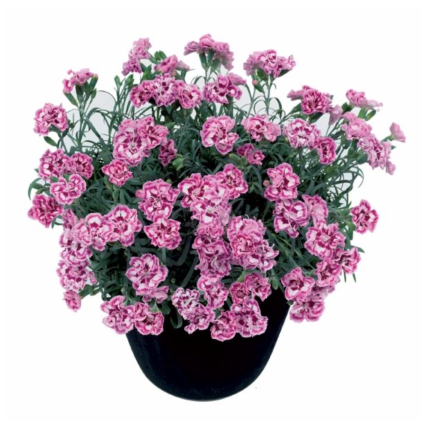 NAGELJ PREZIMNI L10.5 SUNFLOR