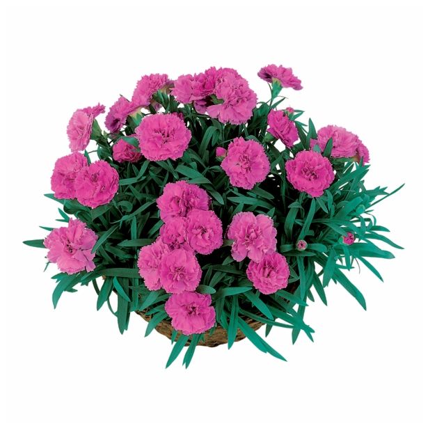 NAGELJ PREZIMNI L10.5 SUNFLOR