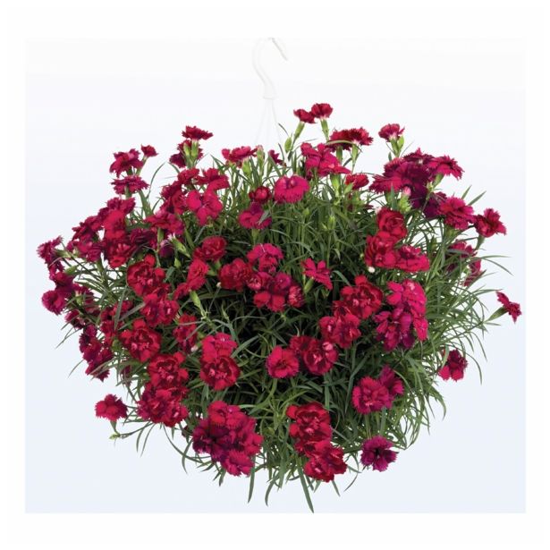 NAGELJ PREZIMNI L10.5 SUNFLOR