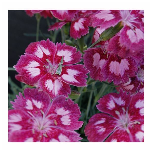 NAGELJ VOLMARY DIŠEČI L10.5