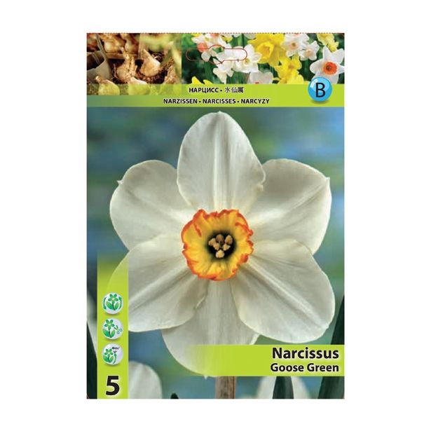 POMLADI CVETOČA ČEBULICA HOLLAND BULB MARKET NARCISA DROBNOCVETNA GOOSE GREEN 12/14 5 KOS
