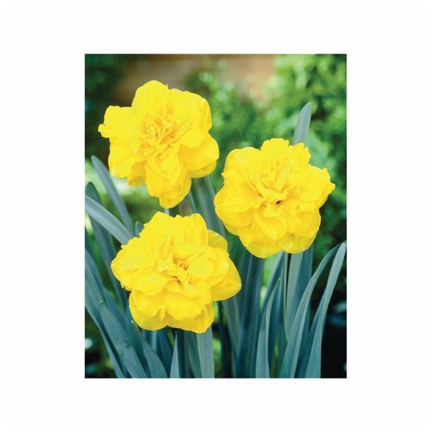 POMLADI CVETOČA ČEBULICA HOLLAND BULB MARKET NARCISA DVOJNA DOUBLE GOLD M.12/14 5KOS