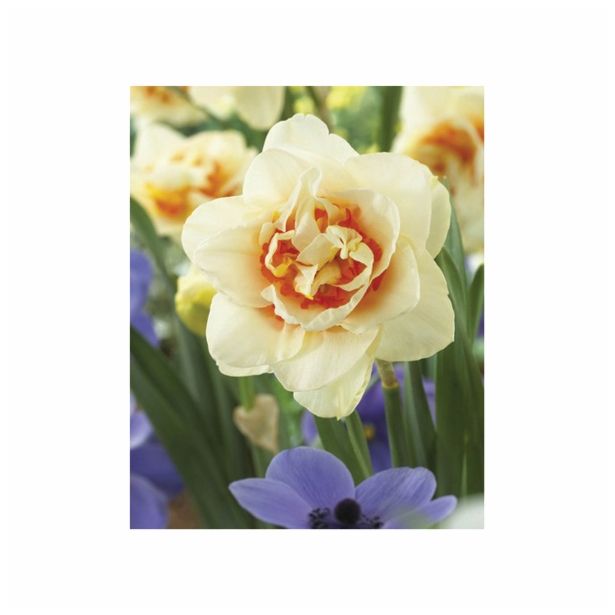 POMLADI CVETOČA ČEBULICA HOLLAND BULB MARKET NARCISA DVOJNA FLOWER PARADE 12/14 5KOS