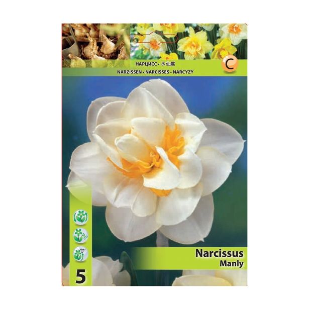 POMLADI CVETOČA ČEBULICA HOLLAND BULB MARKET NARCISA DVOJNA MANLY 12/14 5 KOS
