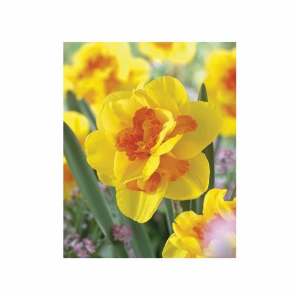 POMLADI CVETOČA ČEBULICA HOLLAND BULB MARKET NARCISA DVOJNA MONZA 12/14 5KOS