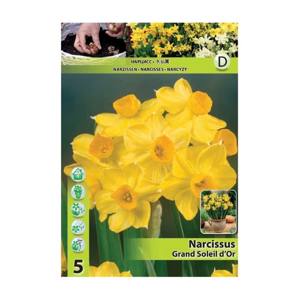 NARCISA HOLLAND BULB MARKET MINIATUR. GRAND SOLEIL D'OR 13/15