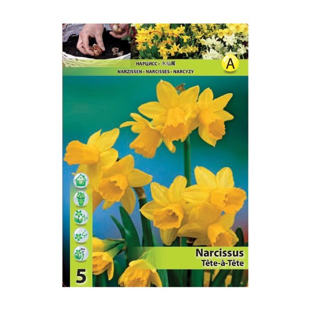 NARCISA HOLLAND BULB MARKET MINIATUR. T'TE-'-T'TE 10/12 5 KOS