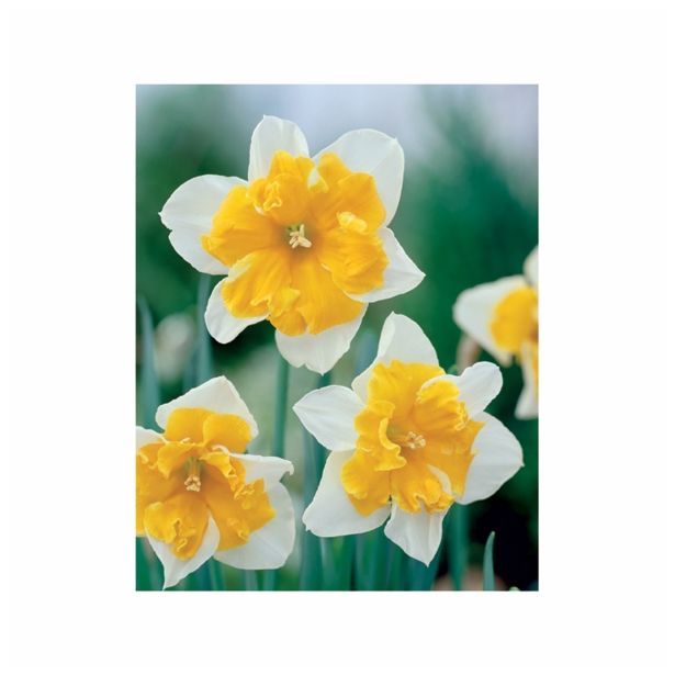 POMLADI CVETOČA ČEBULICA HOLLAND BULB MARKET NARCISA PARISIENNE 12/14 5KOS