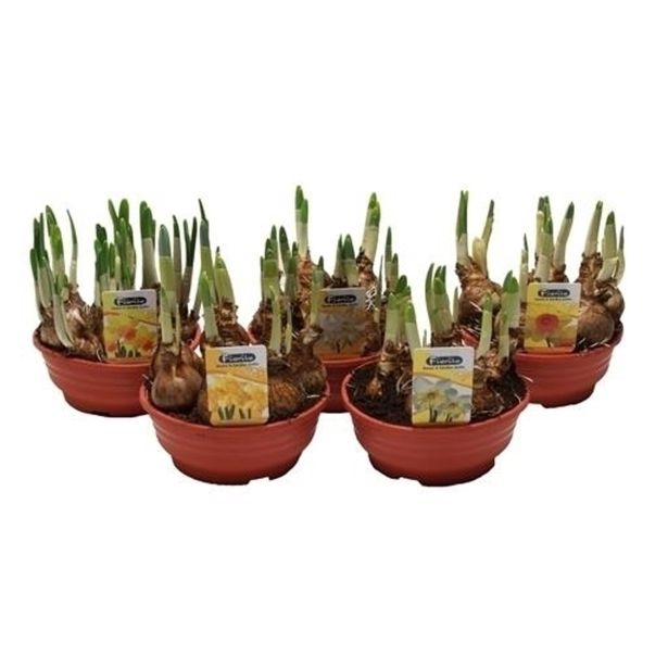 CVETOČA SOBNA RASTLINA NARCISA V SKLEDI L16