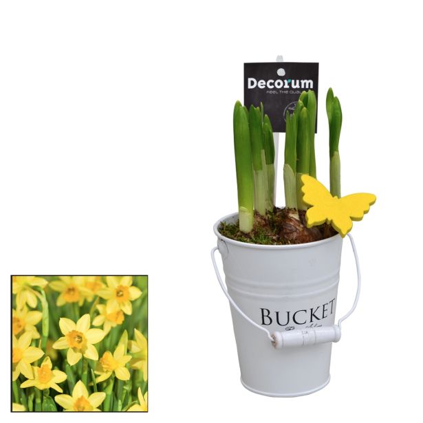 CVETOČA SOBNA RASTLINA NARCISA V VEDRU L10