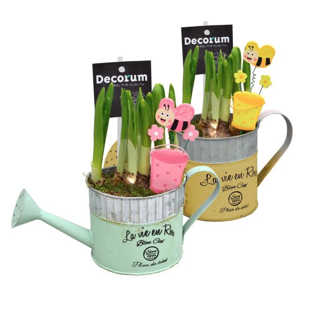 CVETOČA SOBNA RASTLINA NARCISA V ZALIVALKI L10