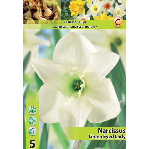 POMLADI CVETOČA ČEBULICA NARCISA VELIKOCVETN GREEN EYED LADY 12/14 5 KOS