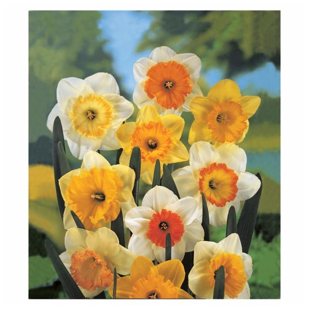 POMLADI CVETOČA ČEBULICA HOLLAND BULB MARKET NARCISA VELIKOCVETNA 40/1