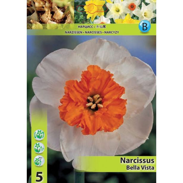 NARCISA VELIKOCVETNA BELA BELLA VISTA 12/14 5 KOS