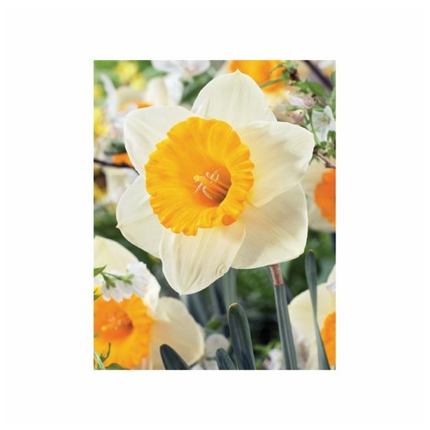 POMLADI CVETOČA ČEBULICA HOLLAND BULB MARKET NARCISA VELIKOCVETNA BIG GUN 12/14 5KOS