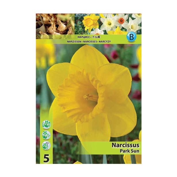 POMLADI CVETOČA ČEBULICA HOLLAND BULB MARKET NARCISA VELIKOCVETNA PARK SUN 12/14 5 KOS