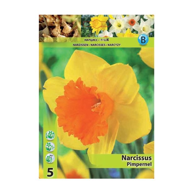 POMLADI CVETOČA ČEBULICA HOLLAND BULB MARKET NARCISA VELIKOCVETNA PIMPERNEL 12/14 5 KOS