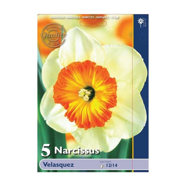 POMLADI CVETOČA ČEBULICA HOLLAND BULB MARKET NARCISA VELIKOCVETNA VELASQUEZ 12/14 5 KOS