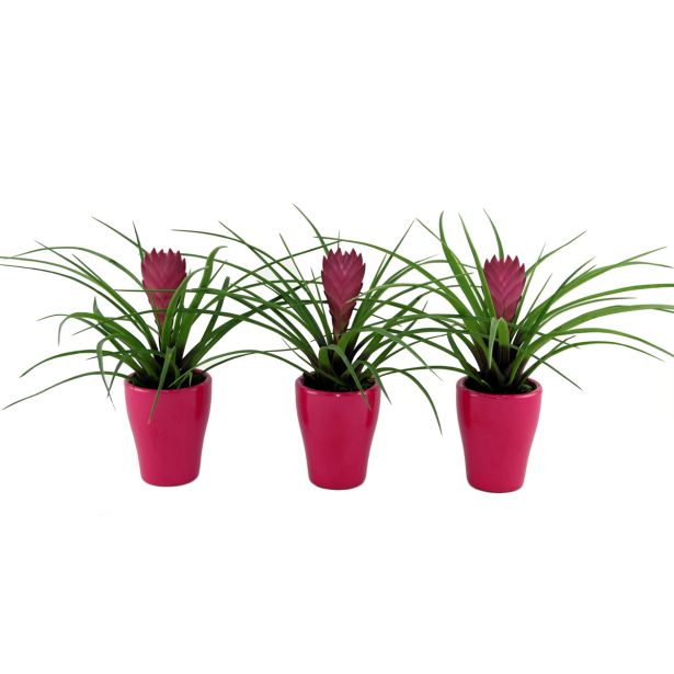 TILANCIJA NASAD OKR. LONEC L7