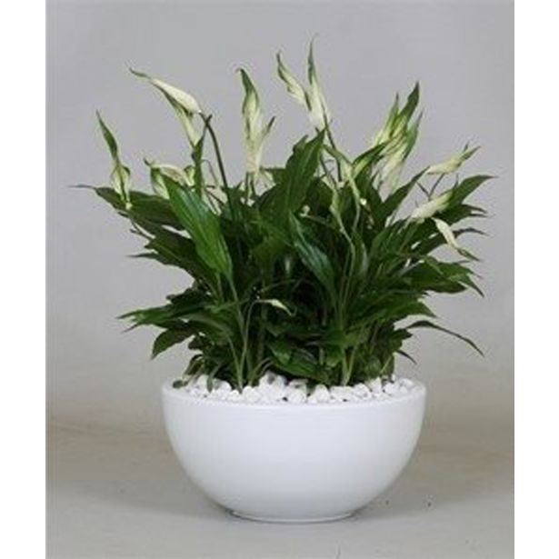 SPATIFIL NASAD Z SPATIFILOM L22