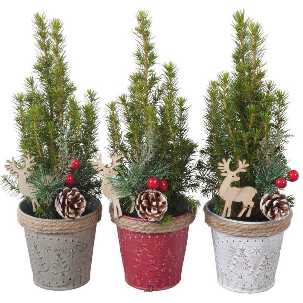 NASAD ZIMSKI ZUNANJI PTK25370 STOŽČASTA SMREKA L9 CM