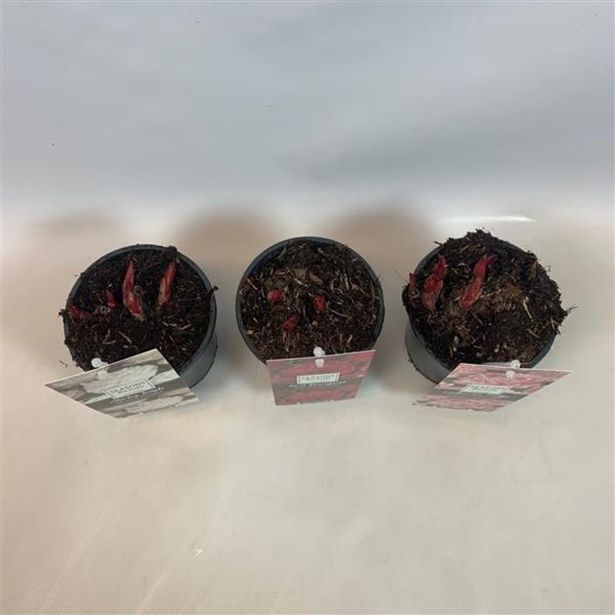 TRAJNICA NAVADNA POTONIKA MIX L13